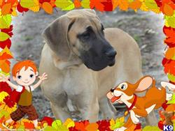 Great Dane
